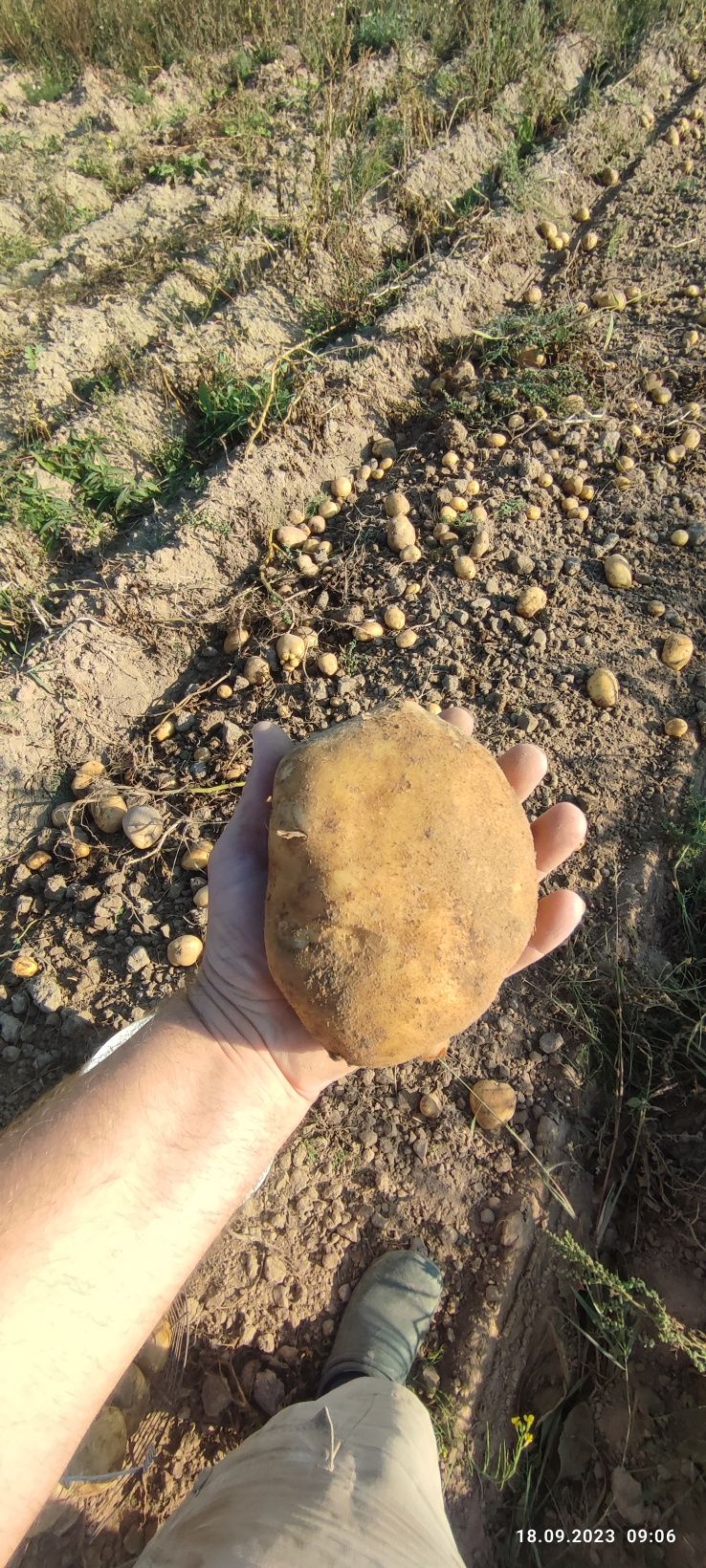 Ekologiczne ziemniaki Vineta