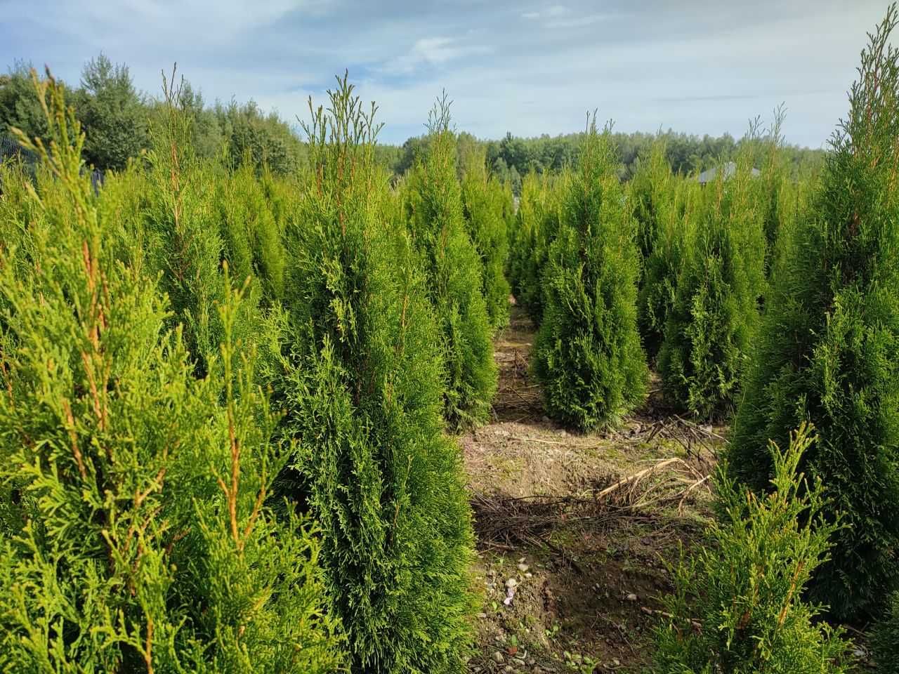 Tuja Szmaragd Thuja Smaragd gęsta 60-120 cm kopana z gruntu. Żywopłot