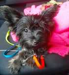 York mini black tan