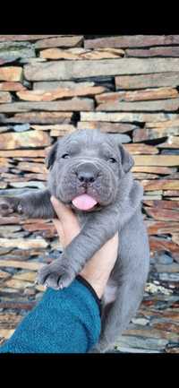 Cachorro cane corso