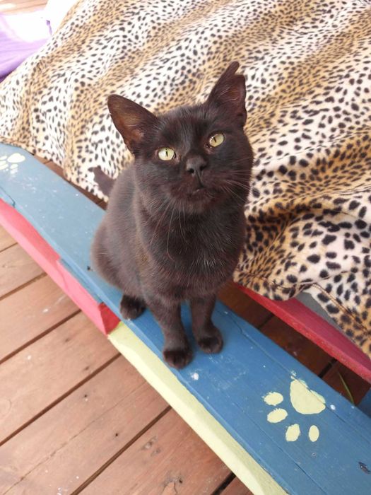 DEMON - Schronisko dla Zwierząt w Ostródzie