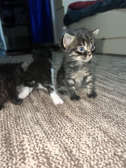 Отдам бесплатно котят (Самовивоз)
