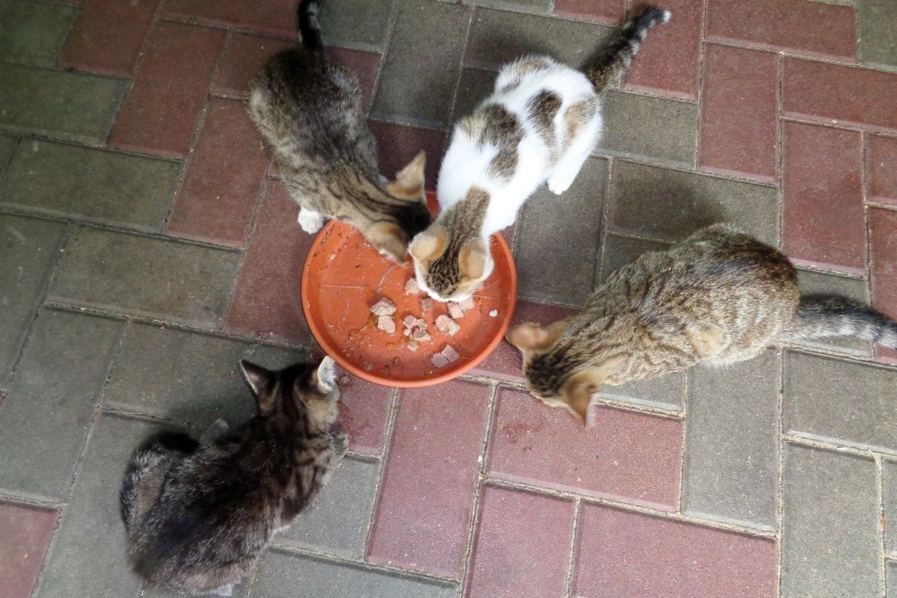 Kotki do adopcji
