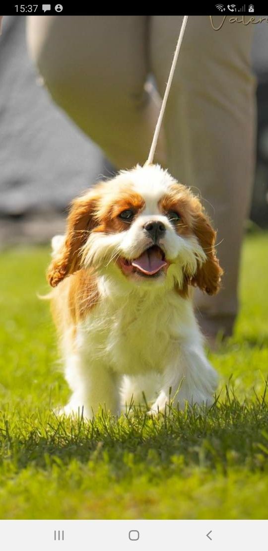 Cavalier King Charles Spaniel ZKwP FCI
