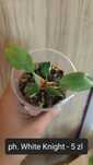 Philodendron White Knight