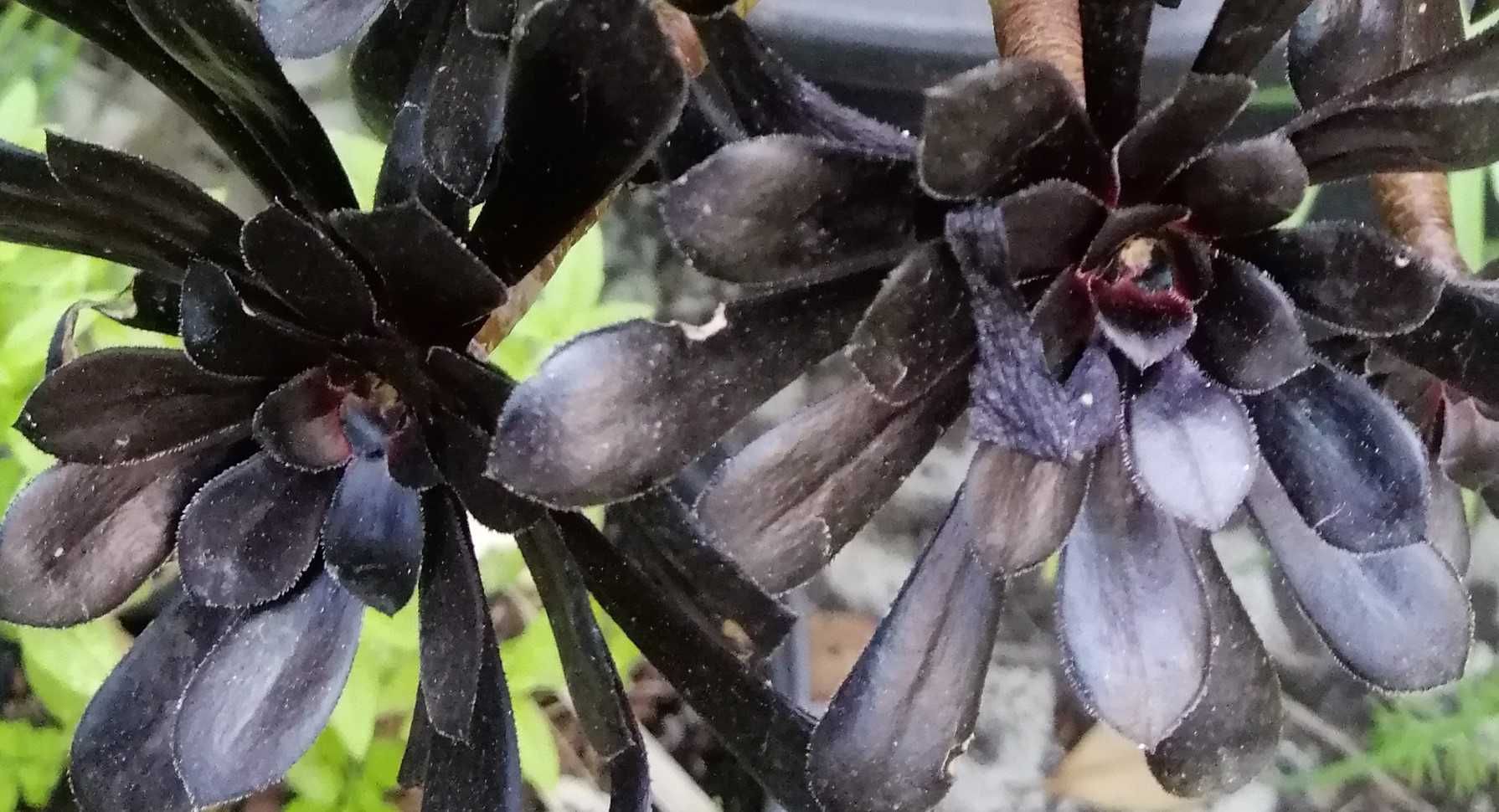 Aeonium arboreum 'Zwartkop'