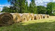 Sprzedam siano w belach 120cm