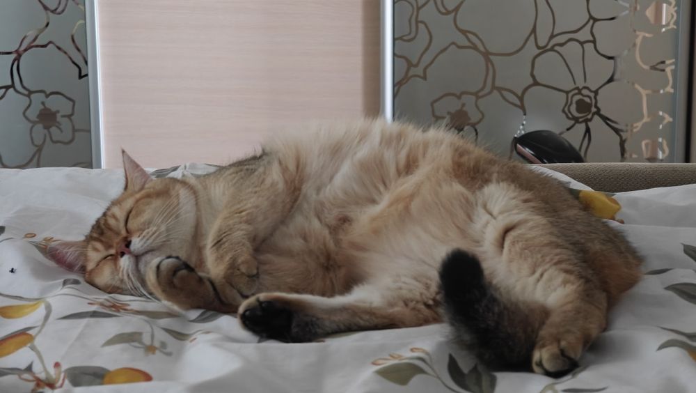 Кіт Шотландська золота шиншила Британський