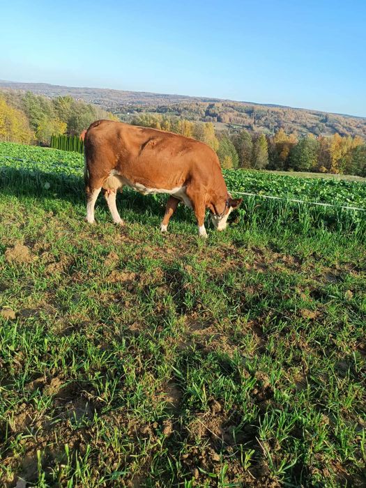 Krowa Simental i Ciele Byk Simental