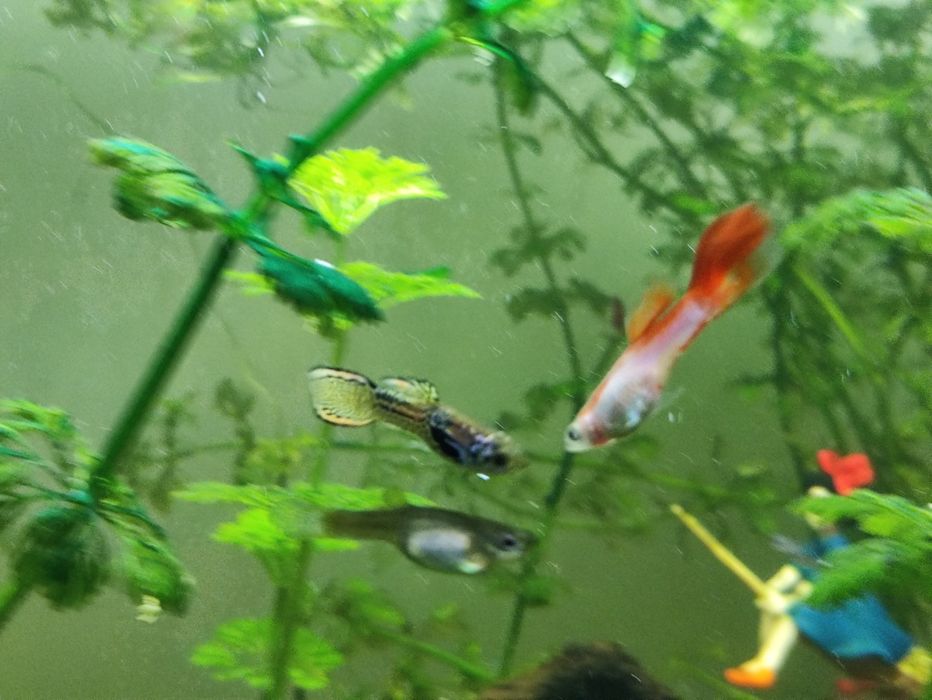 Peixe Guppy macho