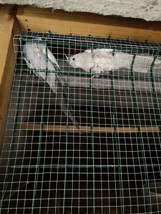 Vendo casal de caturras