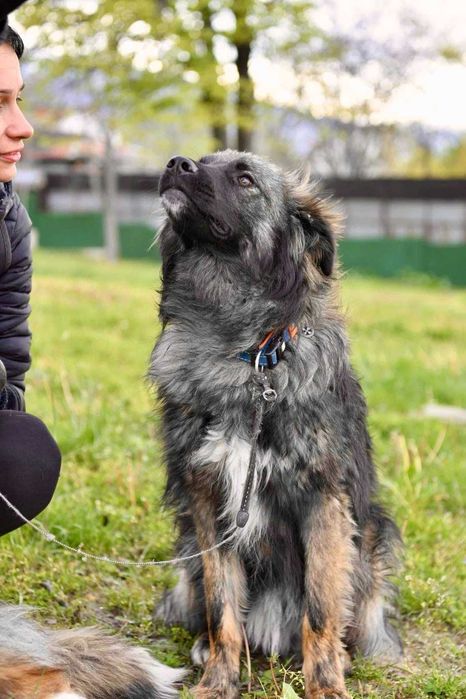 ROMUALD  1 rok , spokojny uratowany w Bułgarii do adopcji