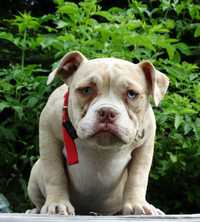 American bully suczka Golden Child