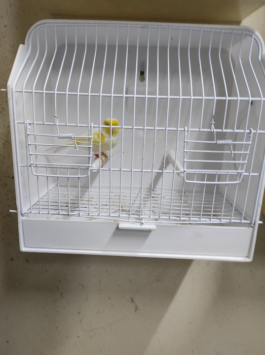 Canários Poupa Alemão