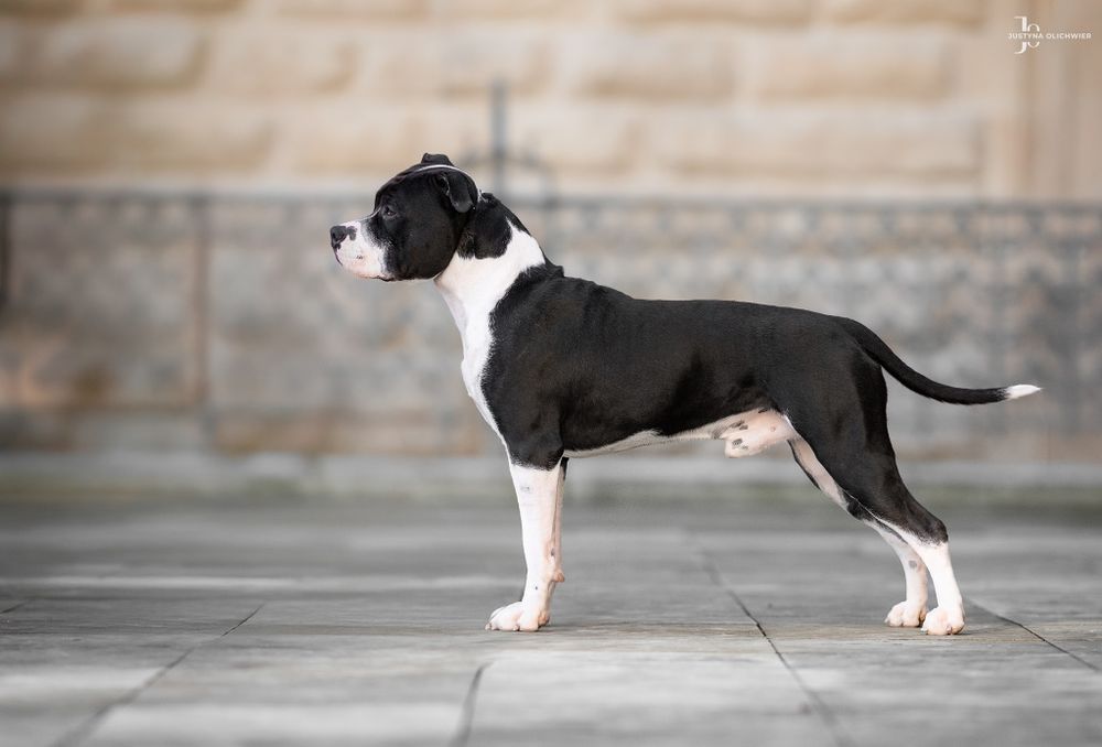 American Staffordshire Terrier FCI samiec