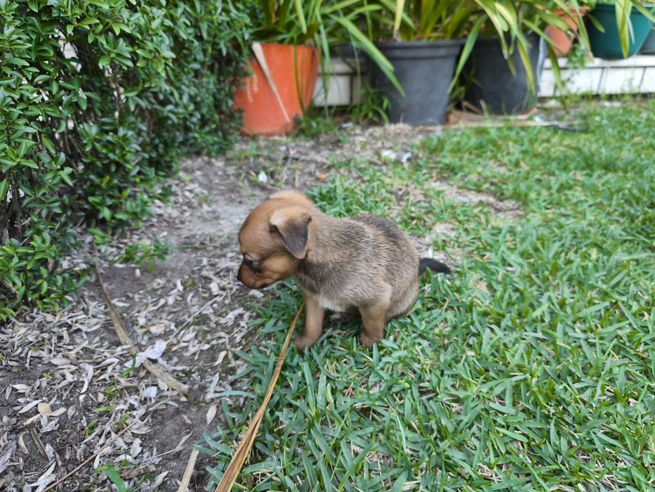 Pinscher pincher exótico miniatura criado em ambiente familiar