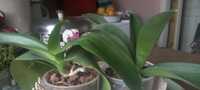 Продам орхидею фаленопсис цвет сюрприз