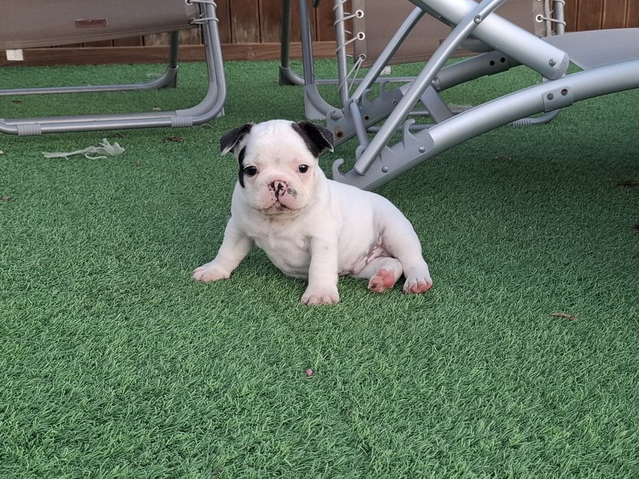 Bulldog francês macho