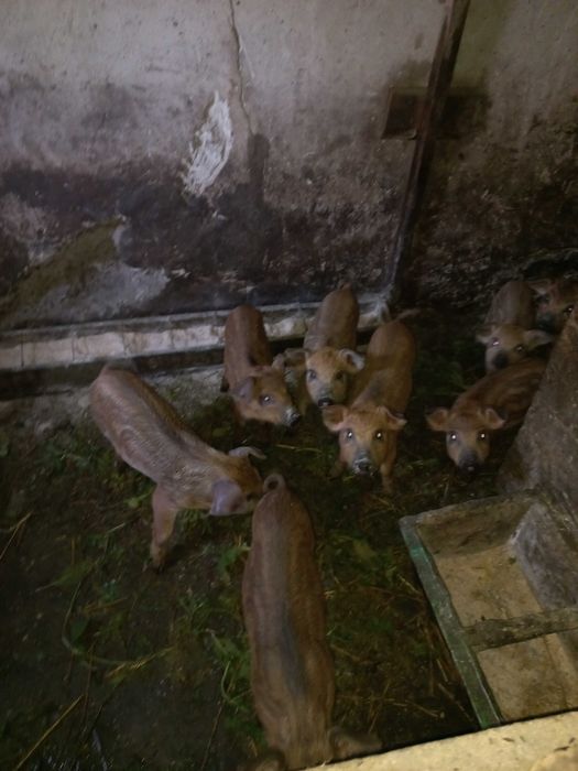 Поросята (Мангал+Петрен)