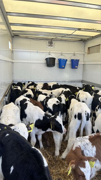 Sprzedam cielaki cielęta