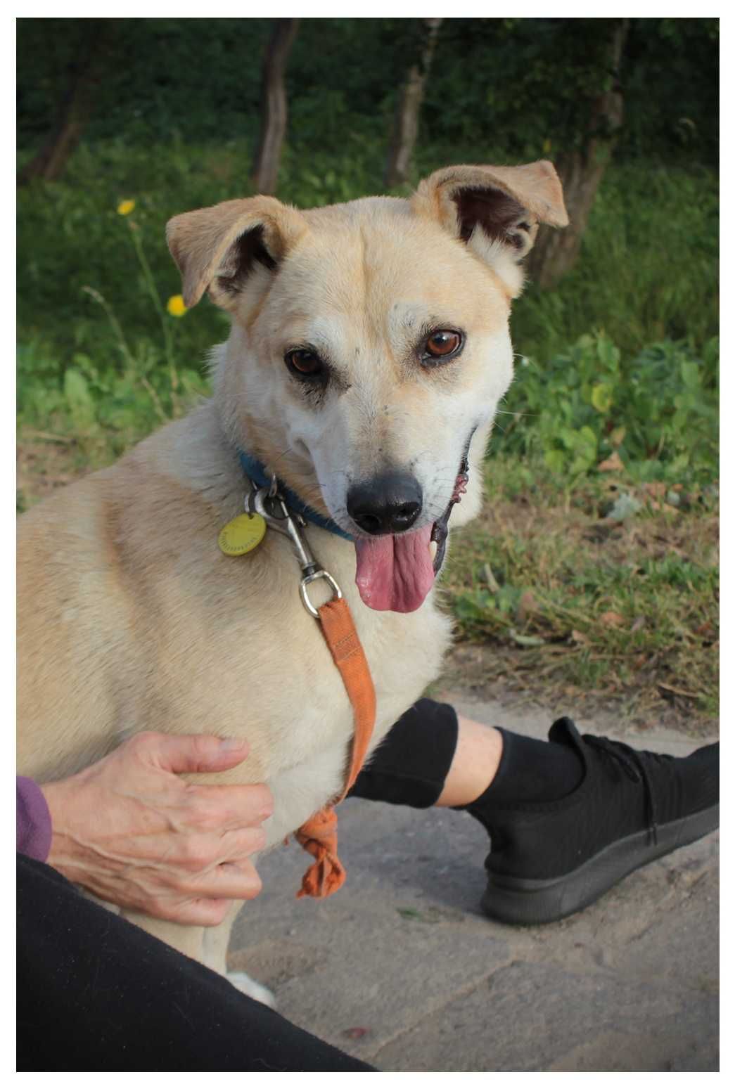 Skubi, prawie - labrador szuka człowieka