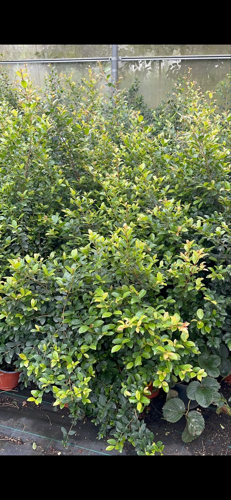 Eugenia Newport / Plantas para vedação Jardim