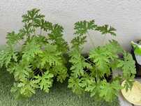 Geranium, anginka sadzonki