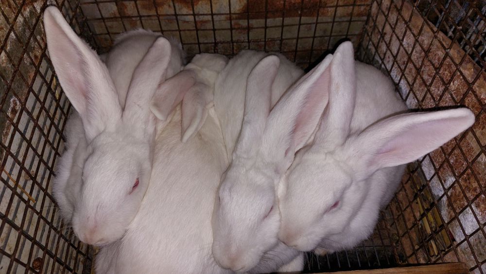 Кролики породи панон