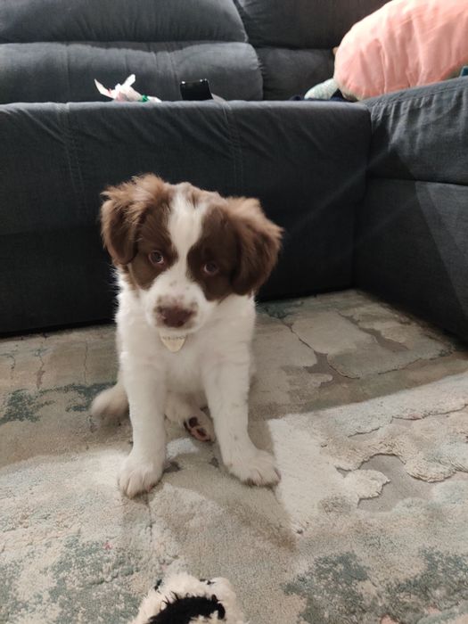 Dá-se Border Collie