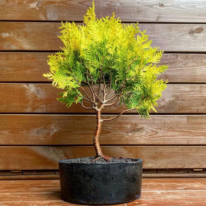 Bonsai w recznie wykonanej betonowej donicy