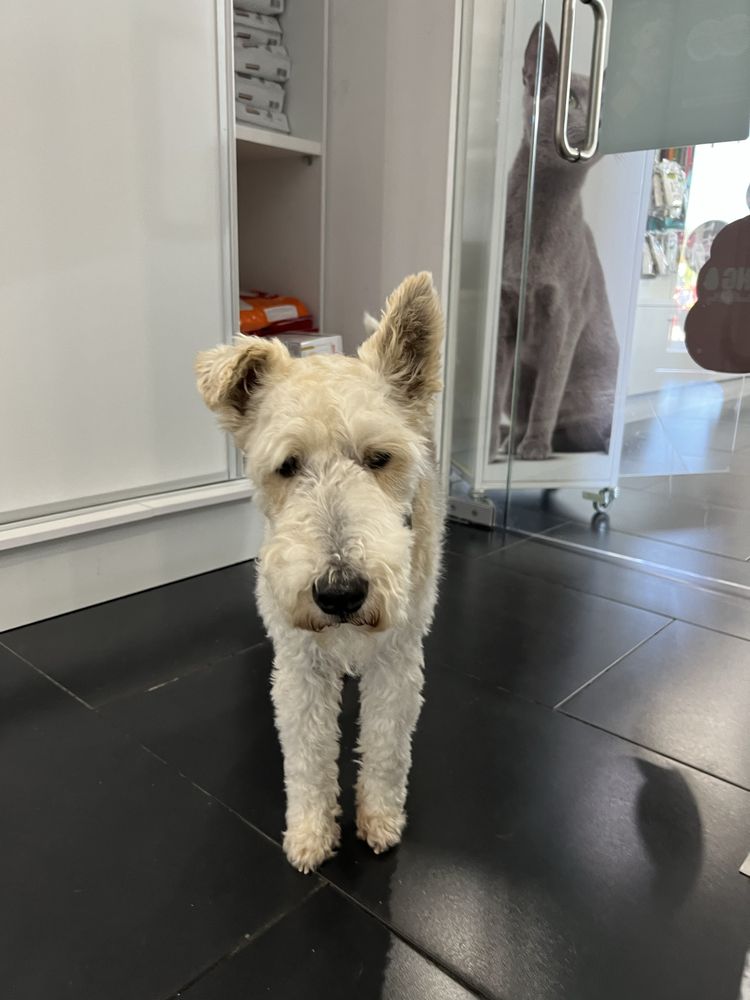 Faço corte e banho a cães