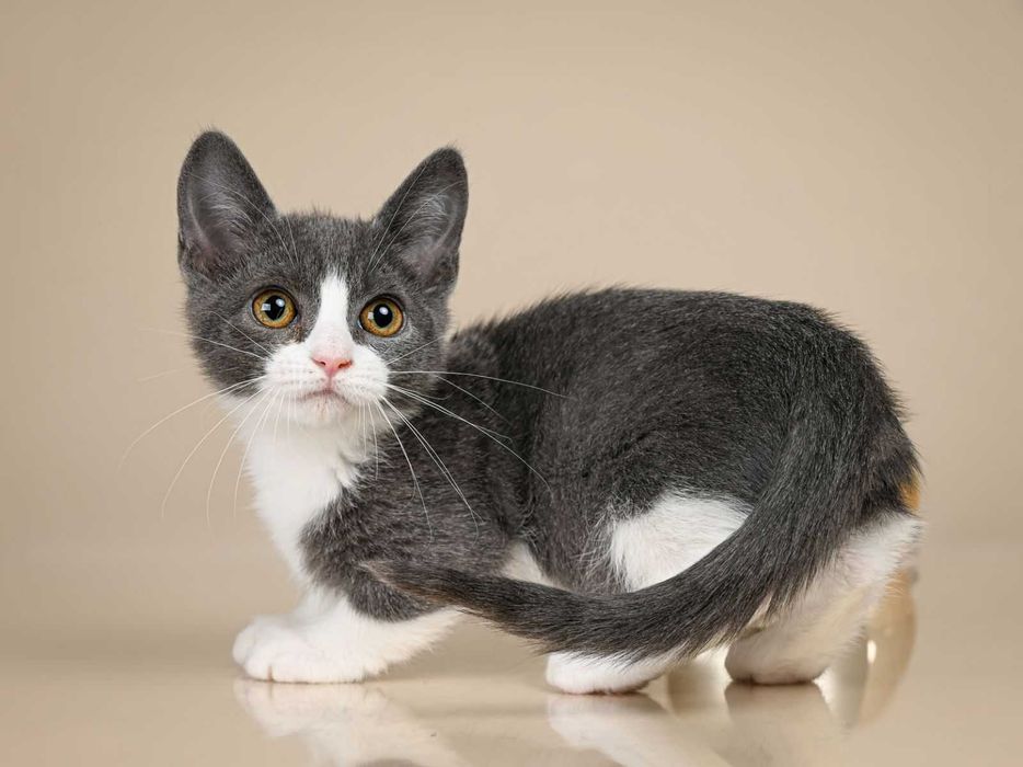 Манчкин девочка по имени Леди Грей