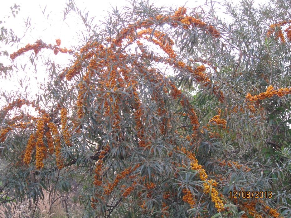 Саженцы облепихи, саженец облепиха, девочки и мальчики.