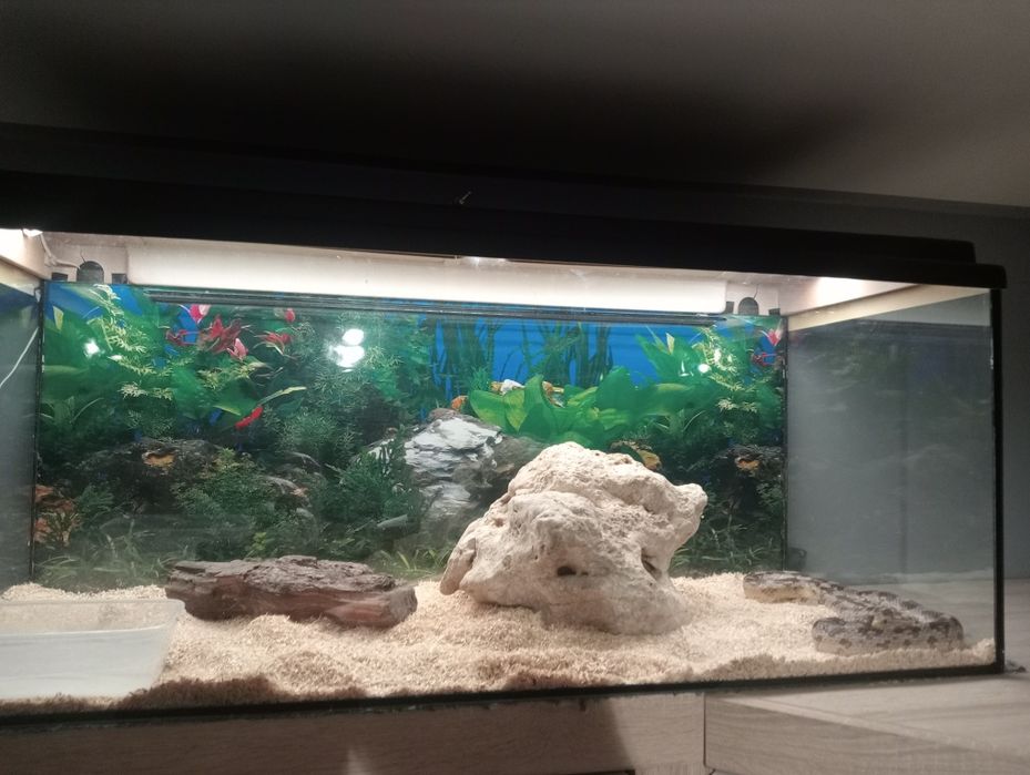 waż zbożowy+ akwarium