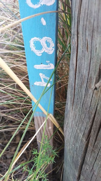 Ofereço cerca de 4 TONELADAS PINHO