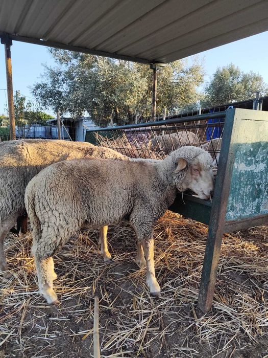 Borrego com 8 meses