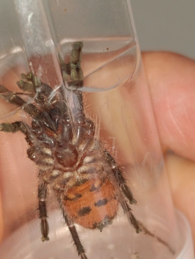 Ami sp. Panama podrostek
