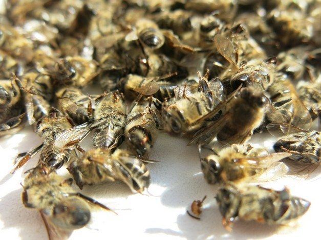 Подмор пчел (сухий) мор бджіл. Підмор.