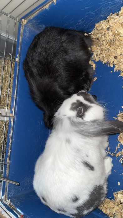 Oddam dwa kroliki TYLKO RAZEM