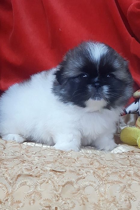 Маленький красавчик