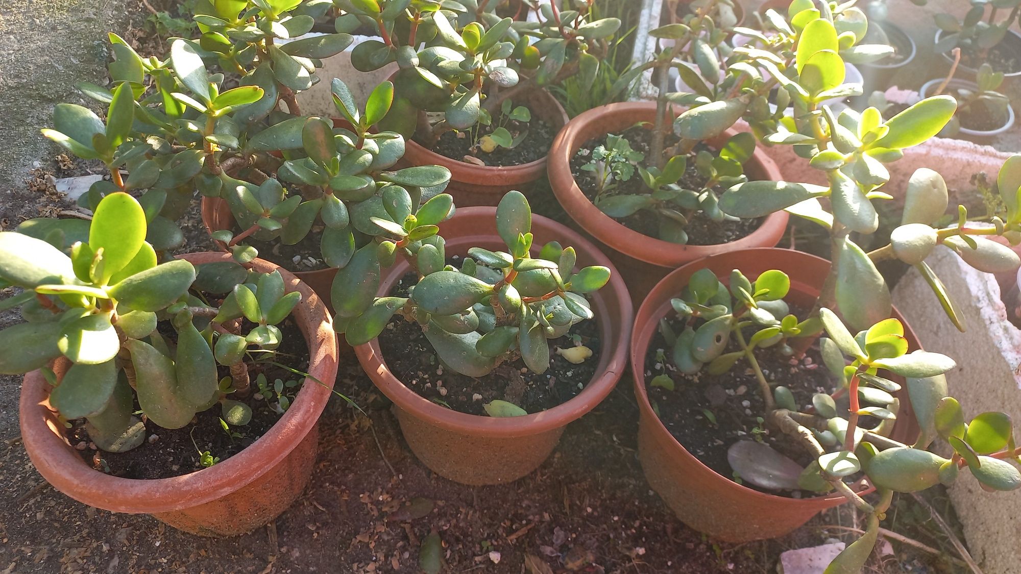 Crassula ovata (Jade)