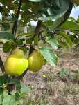 Marmelos ótima qualidade