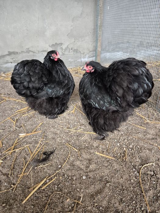 Kochin karzełek kury koguty