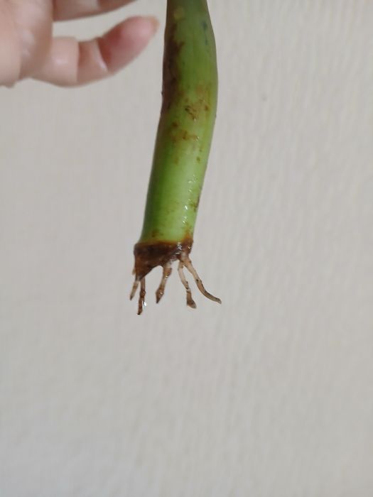 Розпродаж квітів! Заміокулькас  чорний  Равен  Доларове дерево