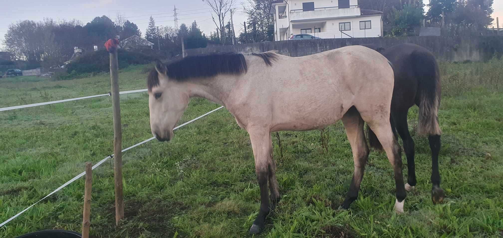 Poldra Lusitana Pura 33 meses
