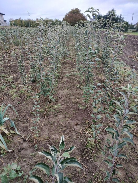 Jabłoń "najdared" podkłada m7