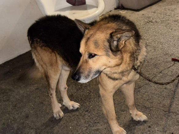 Adoção Responsável - Cão