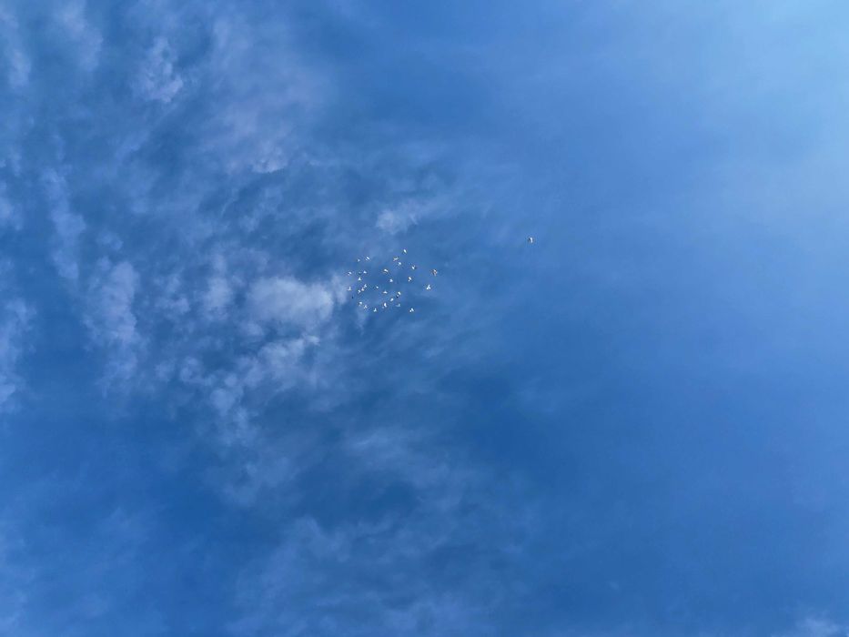 Budapeszty lot 20 sztuk ganiane