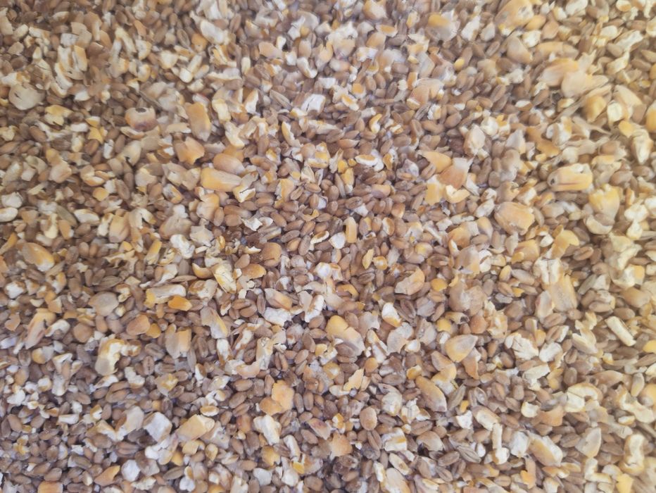 Kukurydza suszona ziarno/mielona/gnieciona