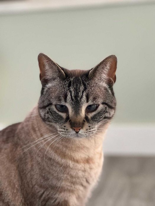 Gato para adoção consciente